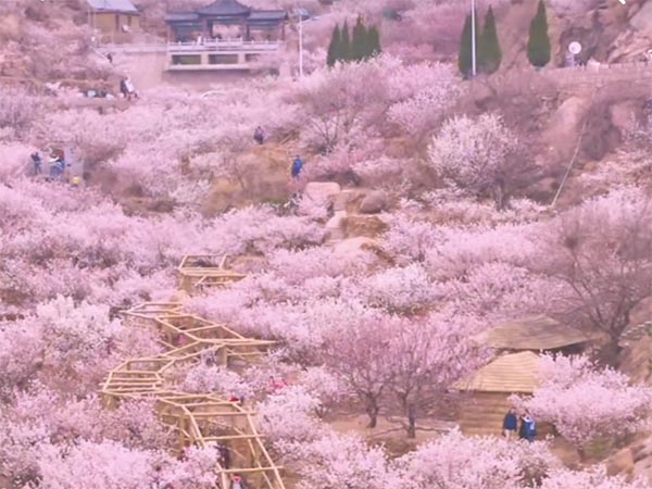 青島網絡推廣