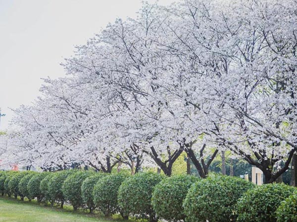 青島網絡推廣